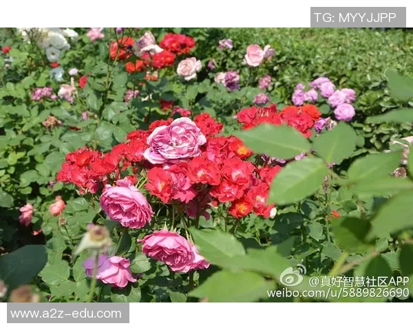 社区活动精彩回顾创意皮肤设计大赛获奖作品全景展示与分享